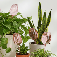 Load image into Gallery viewer, Self-Watering Tulip Globes