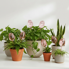 Load image into Gallery viewer, Self-Watering Tulip Globes