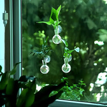Load image into Gallery viewer, Window Hydroponic Vase - Image 1