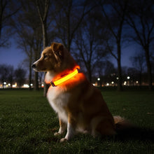 Load image into Gallery viewer, Nylon LED Dog Collar - Image 1