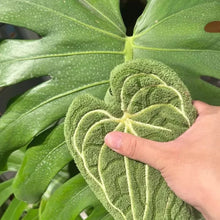 Load image into Gallery viewer, Tropical Leaf Hand Towel - Image 3
